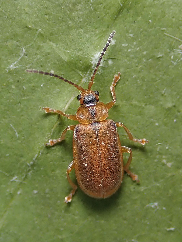 Chrysomelidae: Galerucella calmariensis